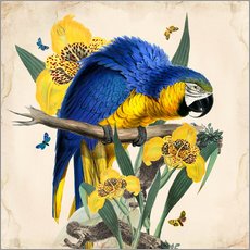 Autocolante decorativo  Oh My Parrot IX - Mandy Reinmuth