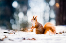 Quadro em plexi-alumínio  Squirrel looking for its nut