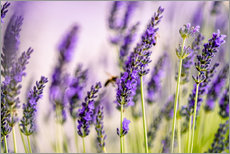 Autocolante decorativo  Lavender in Summer - Nailia Schwarz
