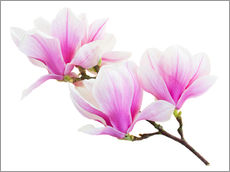 Quadro em plexi-alumínio  Branch of pink magnolia