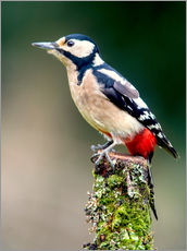 Quadro em plexi-alumínio  Woodpecker stands guard