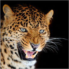 Quadro em plexi-alumínio  snarling leopard