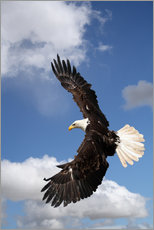 Quadro em plexi-alumínio  Freedom on eagle wings
