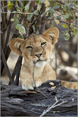Quadro em plexi-alumínio  Lion cub chews on twig - James Hager