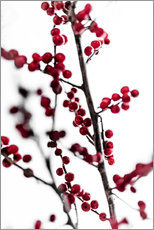 Quadro em plexi-alumínio  Red Berries 1 - Mareike Böhmer