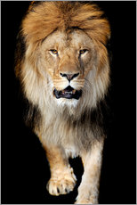 Quadro em tela  Retrato de um leão