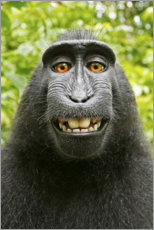 Quadro em tela  Selfie de macaco I - David Slater
