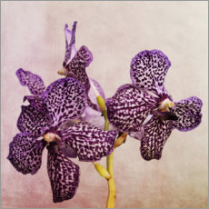 Autocolante decorativo  Orchid - Heidi Bollich