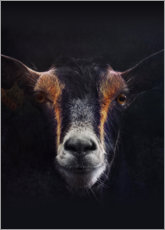 Quadro em tela  Retrato de cabra