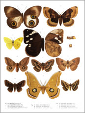 Póster  Colourfulness dos insetos V - Wunderkammer Collection