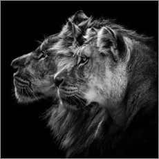 Quadro em alumínio  Retrato de leão e Leoa - Laurent Lothare Dambreville
