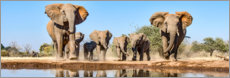 Póster Elefantes africanos