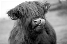 Póster Vaca escocesa em preto e branco