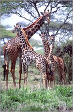 Autocolante decorativo  Família de girafas - David Northcott