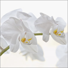 Autocolante decorativo  White Orchid - Heidi Bollich