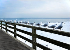 Autocolante decorativo  Mar Báltico, gaivotas em fila - Städtecollagen
