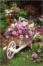 Autocolante decorativo  Garden Flowers - Simon Kayne