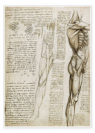 Póster  Os músculos - Leonardo da Vinci