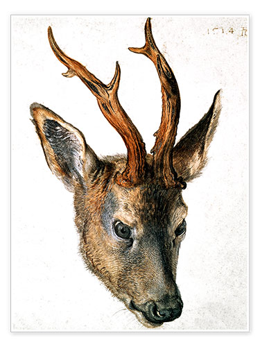 Póster Head of a Roe Deer