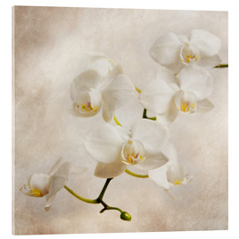 Quadro em acrílico  Orquídea Branca - Hannes Cmarits