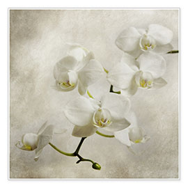 Póster Orquídea Branca