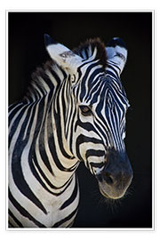 Póster zebra : study I