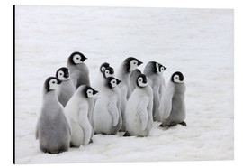 Quadro em alumínio  Filhote de pinguim-imperador no gelo - Keren Su