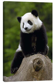 Quadro em tela  Panda bebê - Pete Oxford