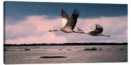 Quadro em tela  Sweden - cranes at Lake Hornborga - Reiner Würz