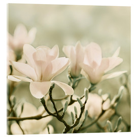 Quadro em acrílico  magnolia blossom - Atteloi