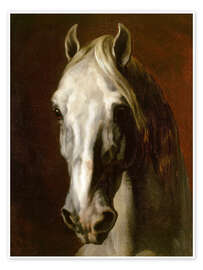 Póster Head of a white horse