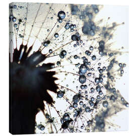 Quadro em tela  Dandelion drops of water around - Julia Delgado