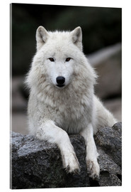 Quadro em acrílico  the wolf - WildlifePhotography