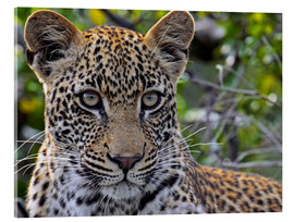 Quadro em acrílico  The leopard - Africa wildlife - wiw