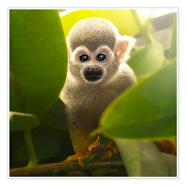 Póster  baby monkey - Photoplace Creative