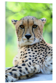 Quadro em PVC  Gepard portrait - Marcel Schauer