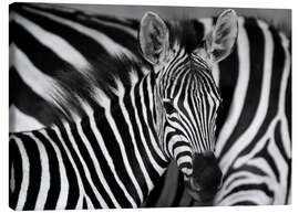 Quadro em tela  Zebras em preto e branco - HADYPHOTO