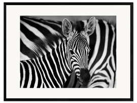 Impressão artística com moldura  Zebras em preto e branco - HADYPHOTO