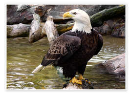 Póster  Bald eagle - HADYPHOTO