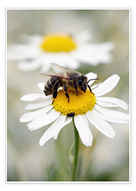 Póster  Bee on the camomile lawn - Falko Follert