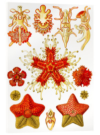 Quadro em acrílico  Asteridea - Ernst Haeckel