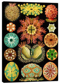 Quadro em tela  Ascidiae - Ernst Haeckel