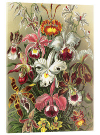 Quadro em acrílico  Orquídeas - Ernst Haeckel