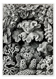 Póster  Hexacoralla 69 - Ernst Haeckel