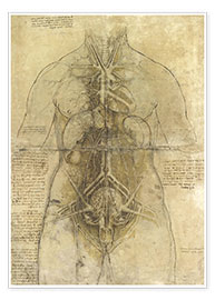Póster  Estudo anatómico - Leonardo da Vinci