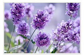 Póster  Lavender scent IV - Atteloi