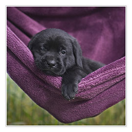 Póster  Labrador Puppy IV - Heidi Bollich