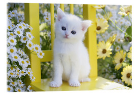 Quadro em acrílico  White cat in garden - Greg Cuddiford