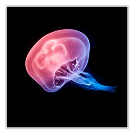 Póster  Jellyfish - Michael Haußmann