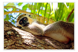 Póster  Green monkey sleeping, Barbados - Matteo Colombo
